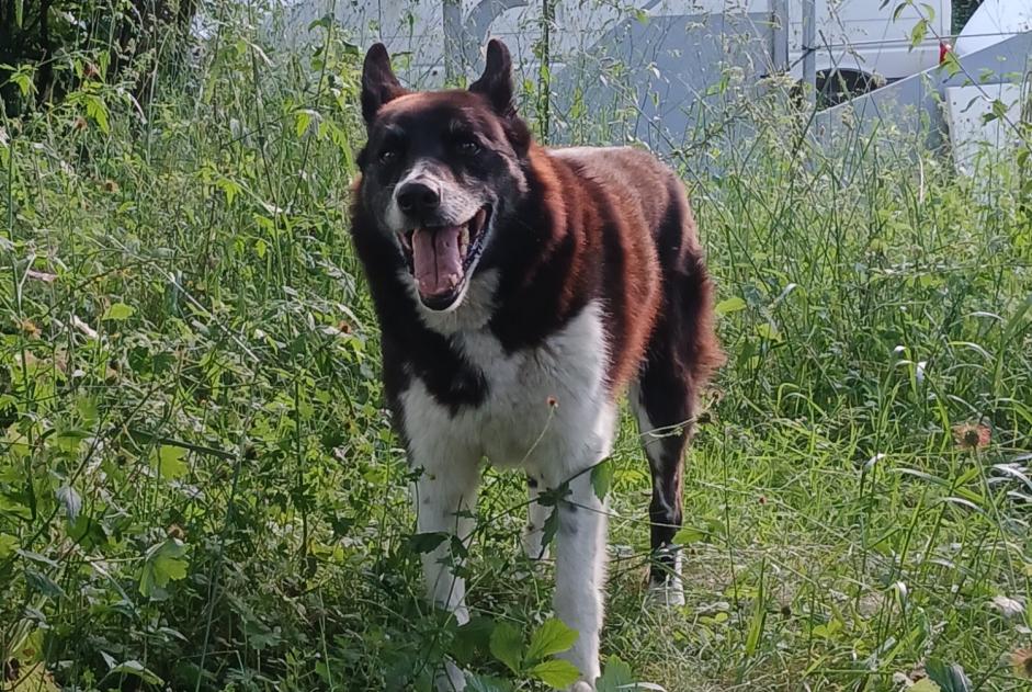 Vermisstmeldung Hund rassenmischung Männliche , 12 jahre Estadens Frankreich