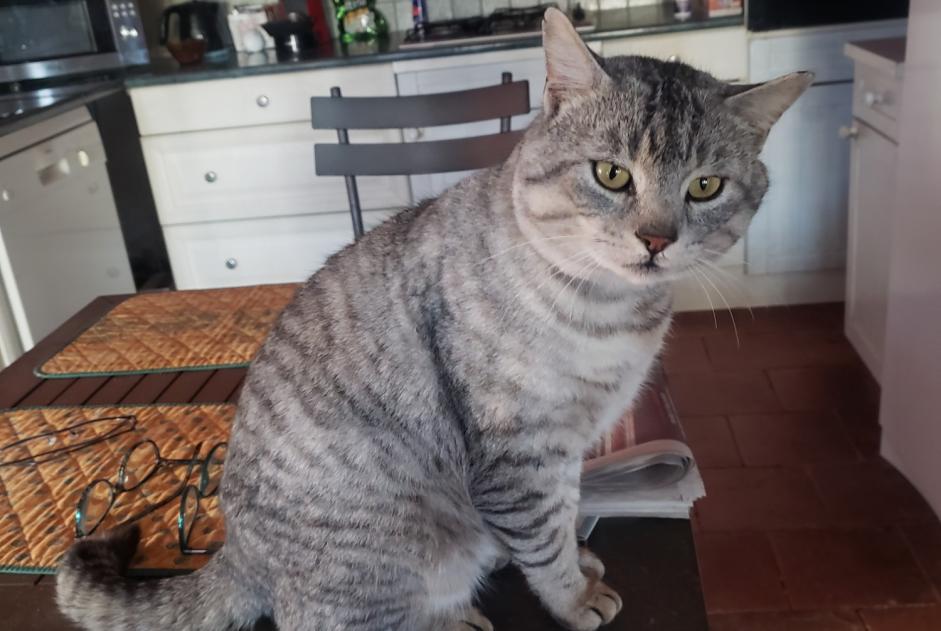 Vermisstmeldung Katze Männliche , 1 jahre Gimont Frankreich