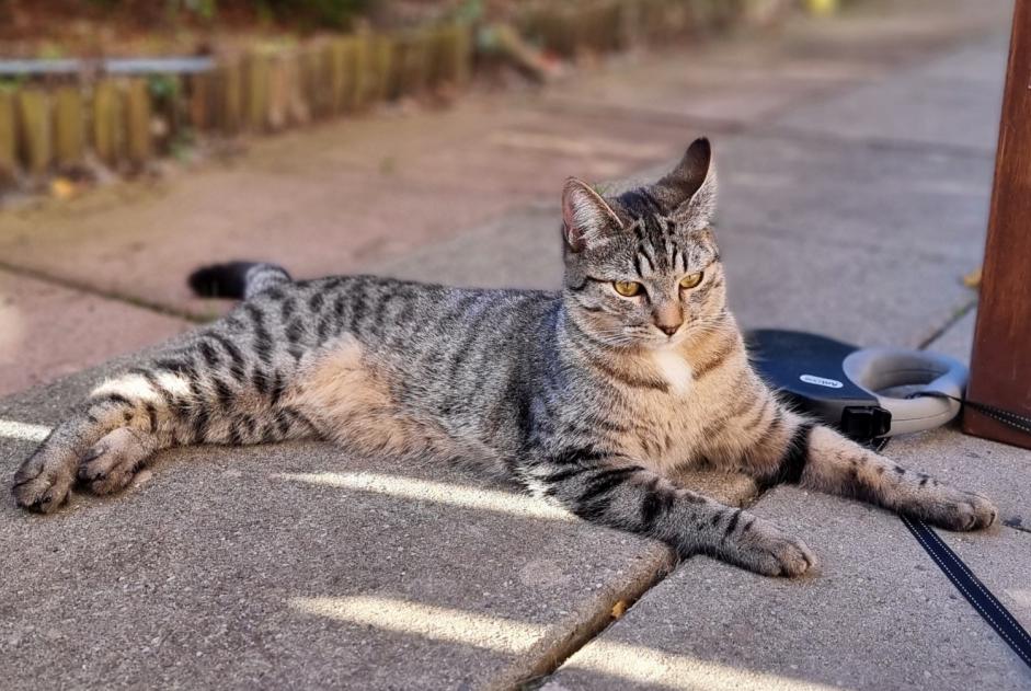 Vermisstmeldung Katze Weiblich , 1 jahre La Tour-de-Peilz Schweiz