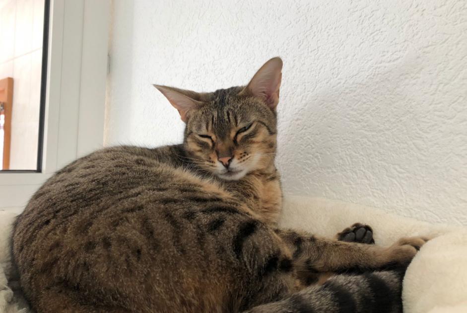 Vermisstmeldung Katze  Weiblich , 5 jahre Veyrier Schweiz