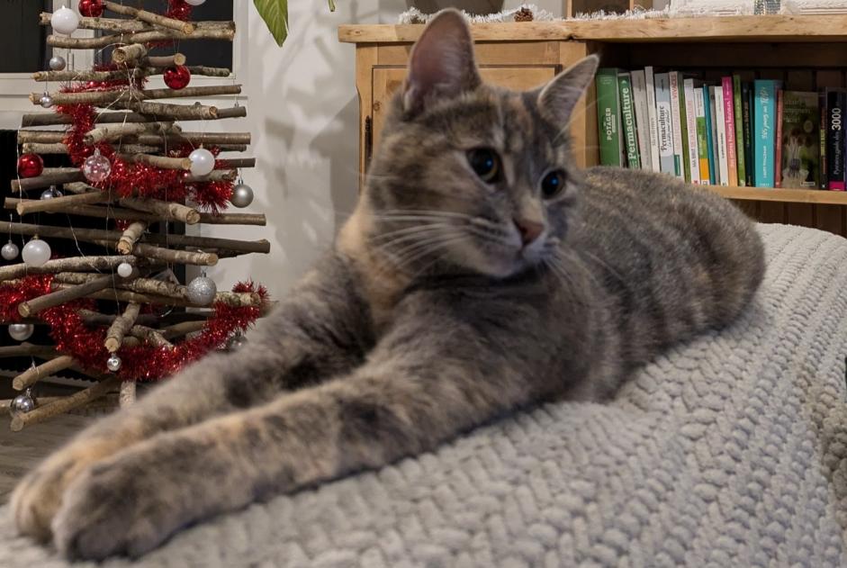 Vermisstmeldung Katze Weiblich , 2 jahre Poueyferré Frankreich