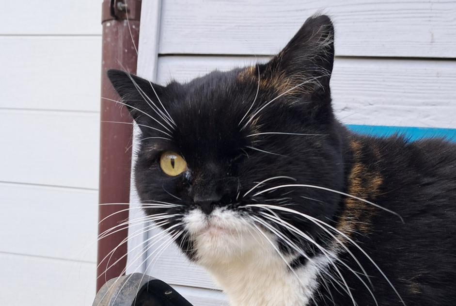 Fundmeldung Katze Weiblich Lausanne Schweiz