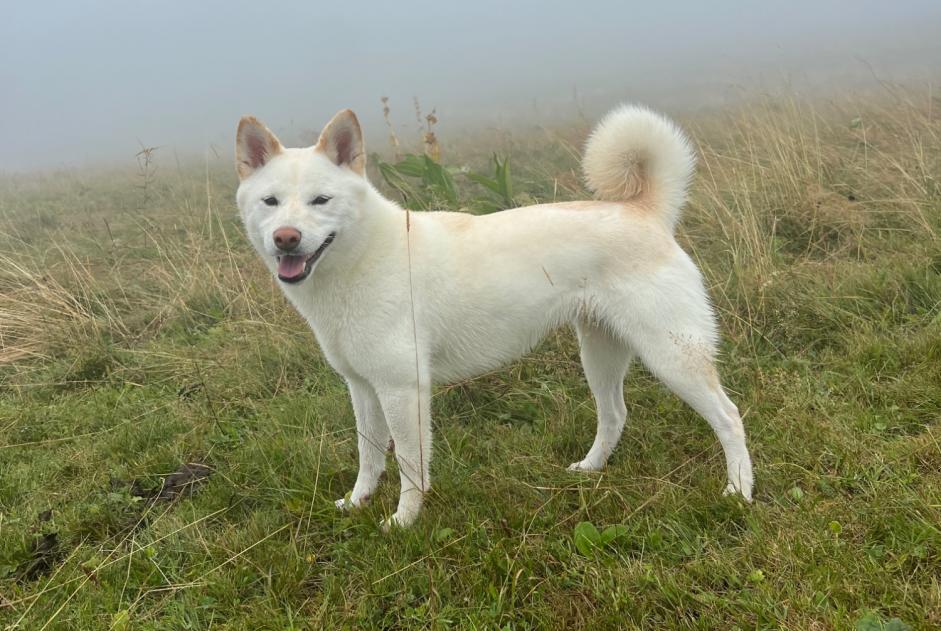 Vermisstmeldung Hund  Weiblich , 4 jahre Monnetier-Mornex Frankreich