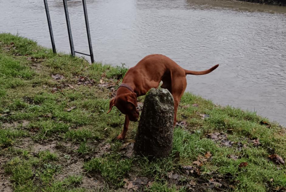 Fundmeldung Hund  Männliche Auray Frankreich