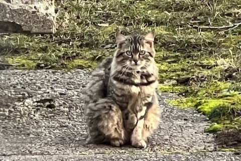 Fundmeldung Katze Unbekannt , 2 Jahre Genève Schweiz