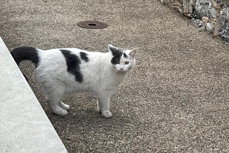 Fundmeldung Katze Unbekannt Sion Schweiz