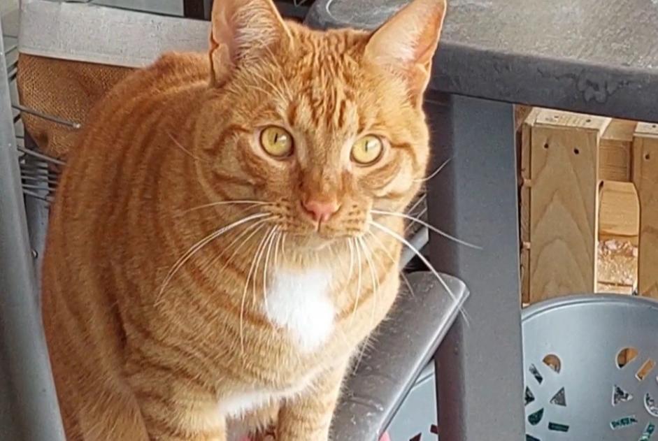 Vermisstmeldung Katze  Männliche , 2 jahre Ollon Schweiz