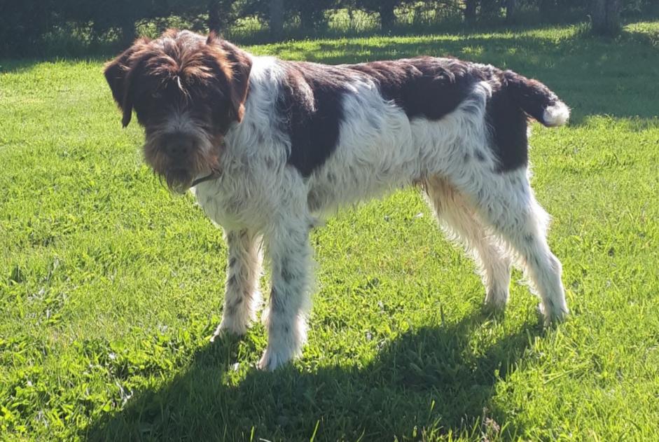 Vermisstmeldung Hund  Männliche , 6 jahre Saint-Christophe-sur-Avre Frankreich