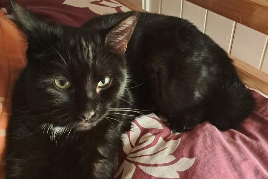 Vermisstmeldung Katze Weiblich , 1 jahre Bex Schweiz