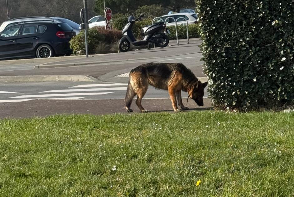 Fundmeldung Hund  Männliche Dinard Frankreich