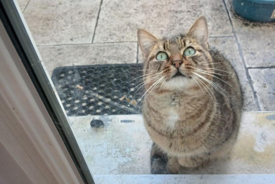 Fundmeldung Katze Männliche Émerainville Frankreich