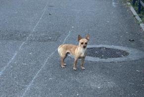 Fundmeldung Hund  Männliche Vénissieux Frankreich