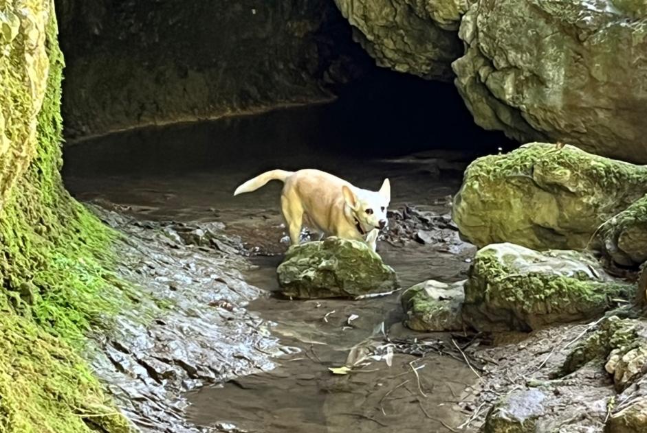 Vermisstmeldung Hund  Männliche , 15 jahre Pully Schweiz