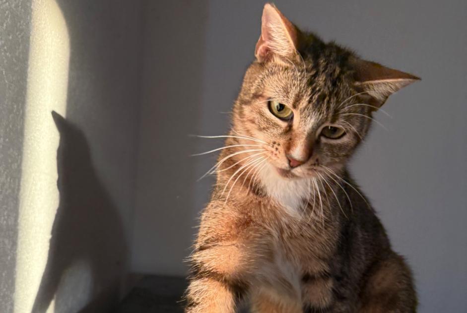 Vermisstmeldung Katze Weiblich , 2 jahre Grandson Schweiz