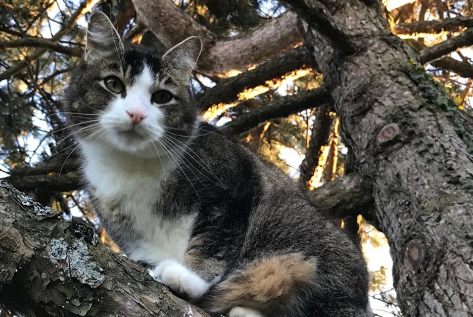 Vermisstmeldung Katze rassenmischung Männliche , 14 jahre Forel (Lavaux) Schweiz