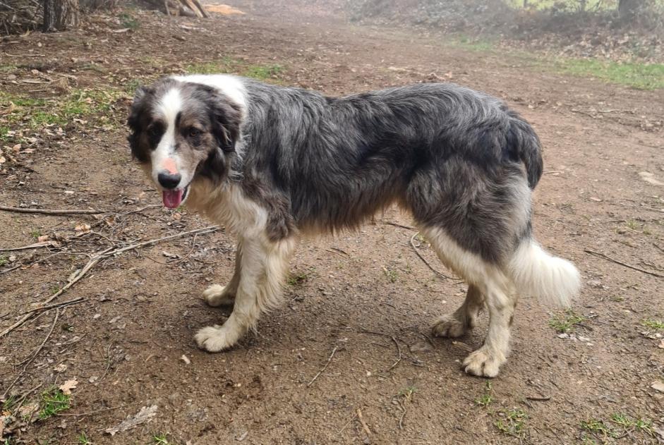 Vermisstmeldung Hund rassenmischung Männliche , 15 jahre Saint-Just-prés-Brioude Frankreich