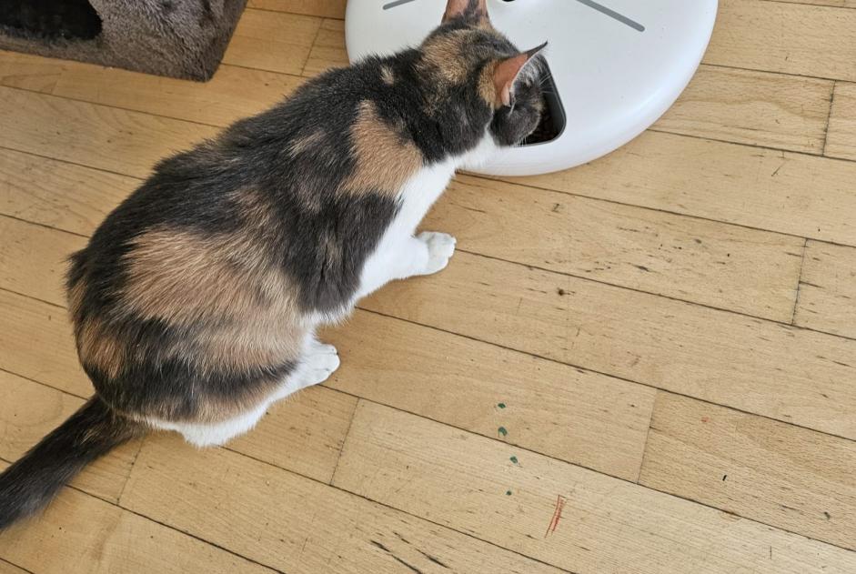 Vermisstmeldung Katze Weiblich , 2 jahre Mont-sur-Rolle Schweiz