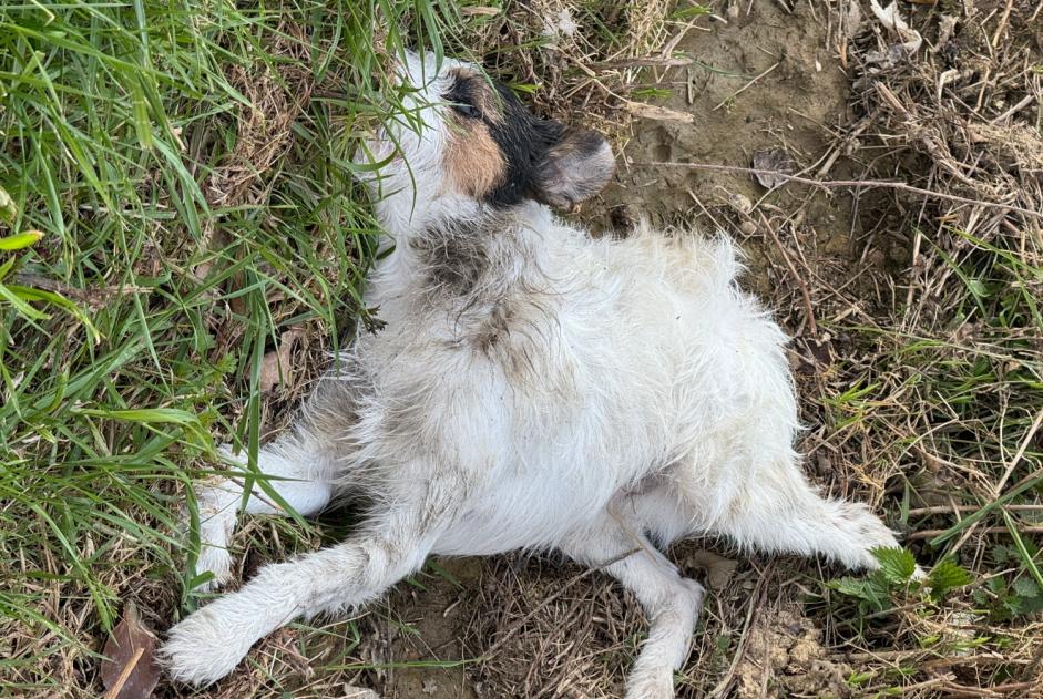 Fundmeldung Hund  Unbekannt , 5 Jahre Marigné-Peuton Frankreich