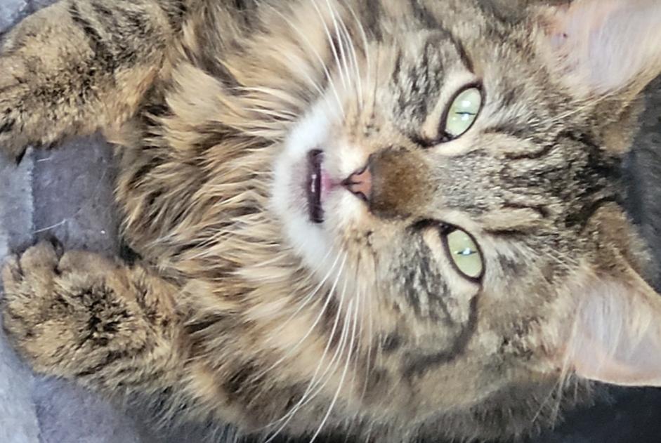 Vermisstmeldung Katze rassenmischung Weiblich , 4 jahre Corcelles-près-Payerne Schweiz