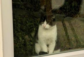 Fundmeldung Katze Unbekannt Château-Gontier-sur-Mayenne Frankreich