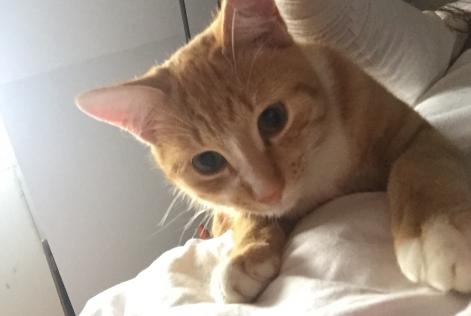 Disappearance alert Cat Male , 8 years Le Temple-de-Bretagne France