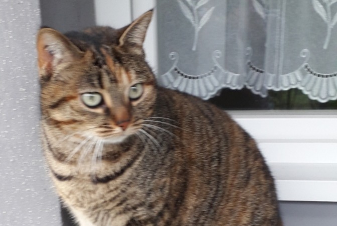 Disappearance alert Cat  Female , 8 years Faches-Thumesnil France