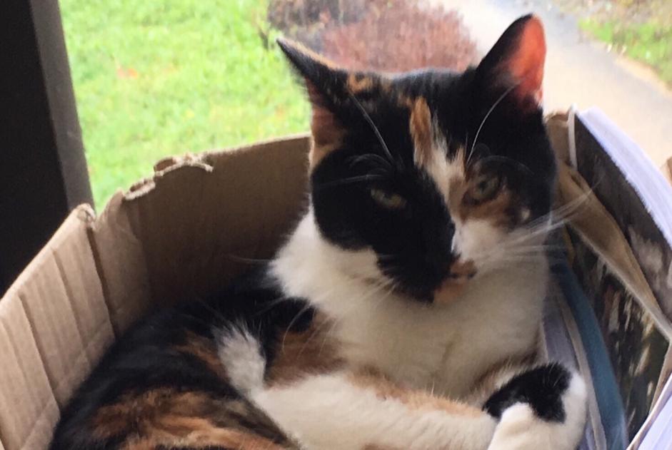 Disappearance alert Cat  Female , 6 years Château-Salins France