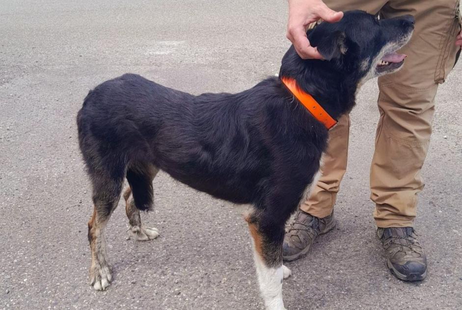 Discovery alert Dog miscegenation Male Juzet-d'Izaut France