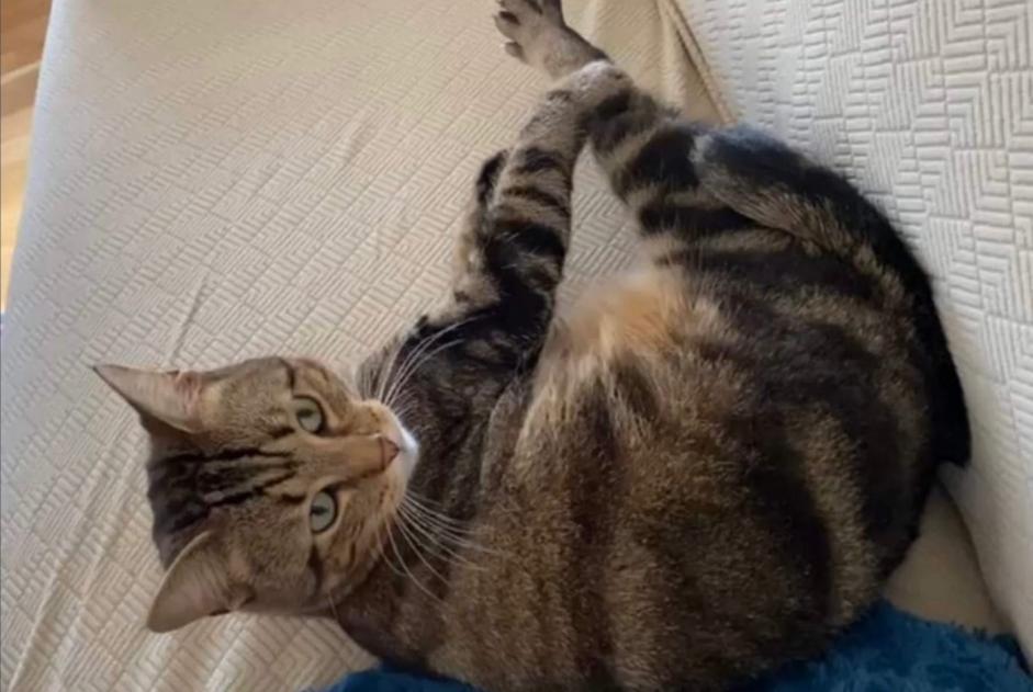 Disappearance alert Cat Male , 2 years Namur Belgium