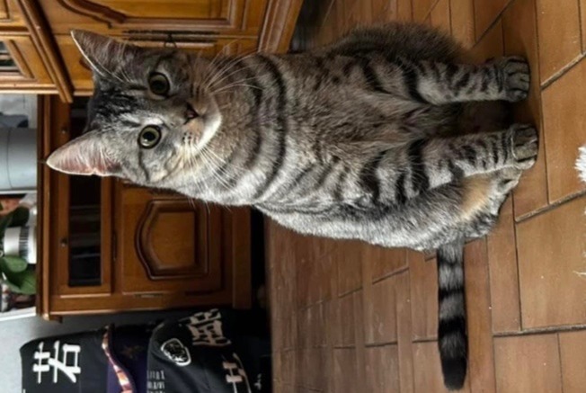 Disappearance alert Cat Male , 1 years Saint-Julien-sur-Cher France