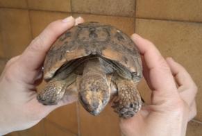 Discovery alert Tortoise Unknown Coivert France