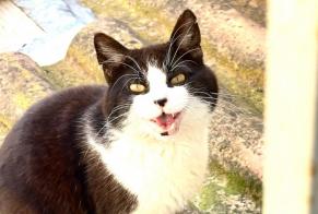 Discovery alert Cat Male , 3 years Avignon France