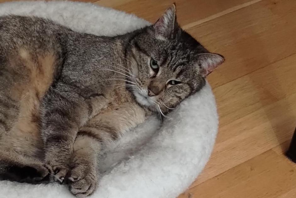 Disappearance alert Cat Female , 9 years Villars-sur-Glâne Switzerland