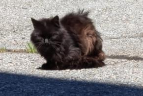 Discovery alert Cat Unknown , 5 years Nendaz Switzerland