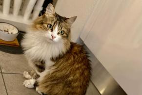 Disappearance alert Cat miscegenation Female , 7 years Grimisuat Switzerland