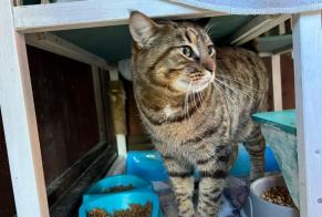 Disappearance alert Cat Male , 7 years Belfaux Switzerland