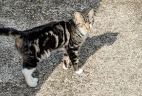 Discovery alert Cat Unknown Triel-sur-Seine France