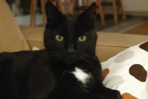 Disappearance alert Cat  Male , 11 years Dommartin France