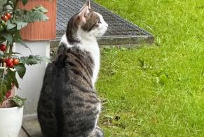 Disappearance alert Cat  Male , 3 years Zug Switzerland