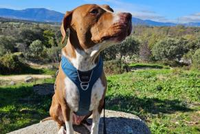 Disappearance alert Dog miscegenation Male , 5 years Robledo de Chavela Spain