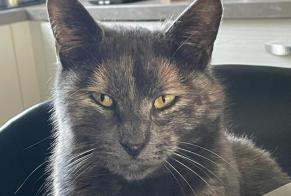 Disappearance alert Cat  Female , 2 years Talmont-Saint-Hilaire France