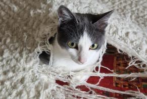 Disappearance alert Cat  Female , 1 years Noville Switzerland