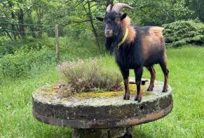 Discovery alert Goat Male Beauraing Belgium