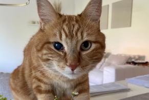 Disappearance alert Cat Male , 3 years Boussens Switzerland