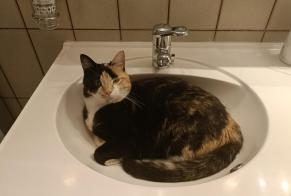 Disappearance alert Cat  Female , 3 years Châtel-Saint-Denis Switzerland