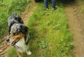 Disappearance alert Dog  Male , 4 years Charron France