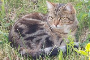 Disappearance alert Cat miscegenation Female , 1 years Pont-en-Ogoz Switzerland