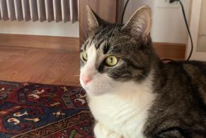 Disappearance alert Cat Male , 4 years Chexbres Switzerland