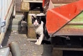 Discovery alert Cat Unknown , 8 years Champtauroz Switzerland