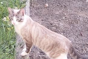 Discovery alert Cat Male , Between 4 and 6 months Martigny Switzerland